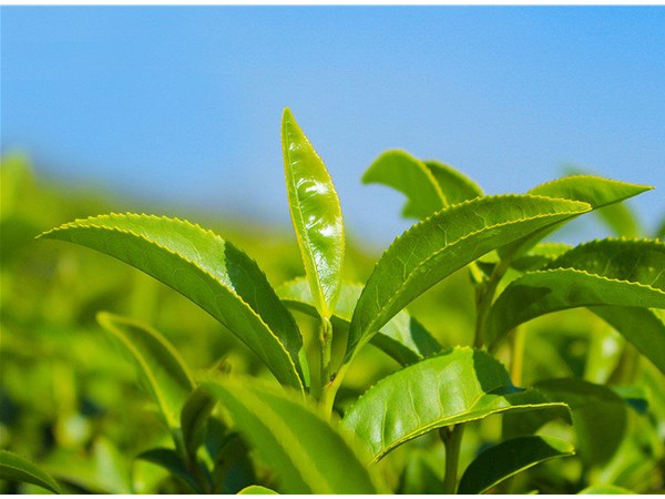 茶葉的采摘技術(shù)，較佳種植時(shí)間？